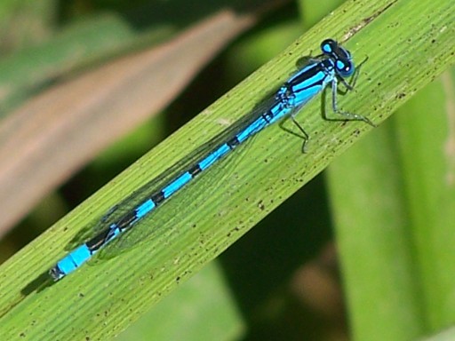 Wildlife