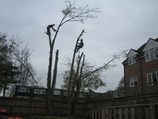 Holloway Tree Services