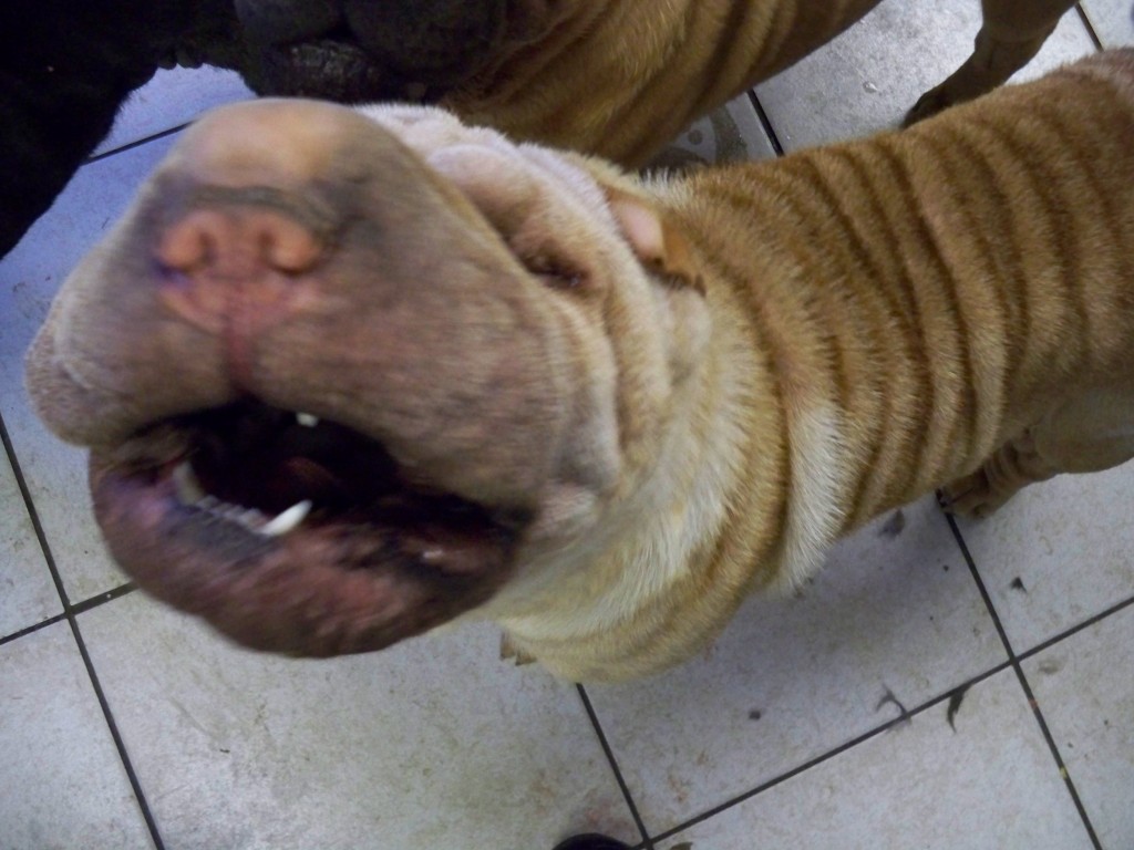 Blackwitch Kennels & Farm 5227 KING RD, East China Township, MI, 48054