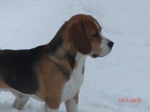 Bellvalley Maddox