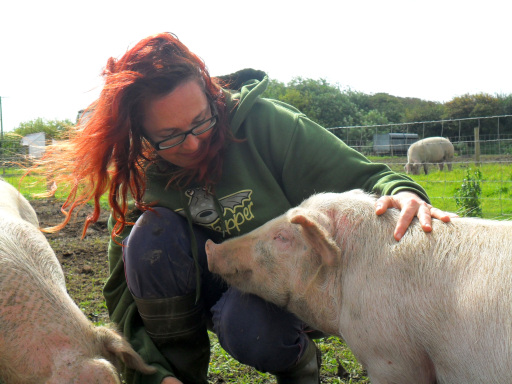 All our pigs get lots of attention and affection.