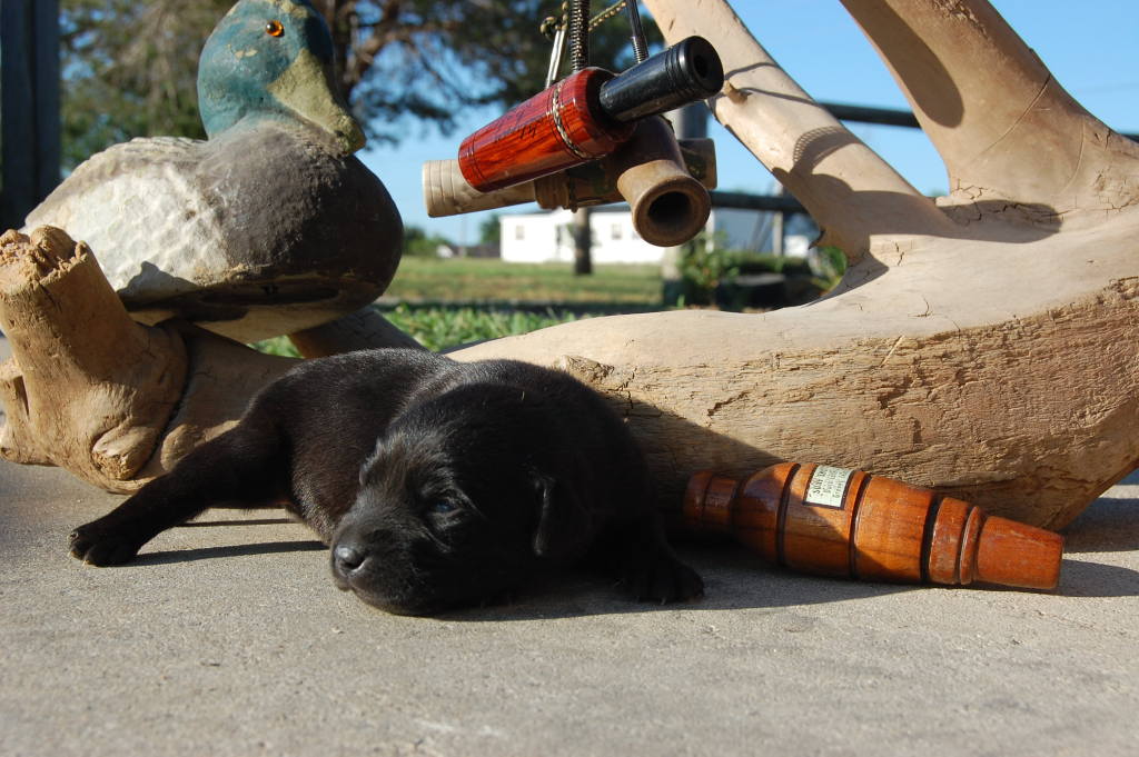 Missouri Muddy Paws Kennel 116 Cotton Ridge Place, Sikeston, MO, 63801