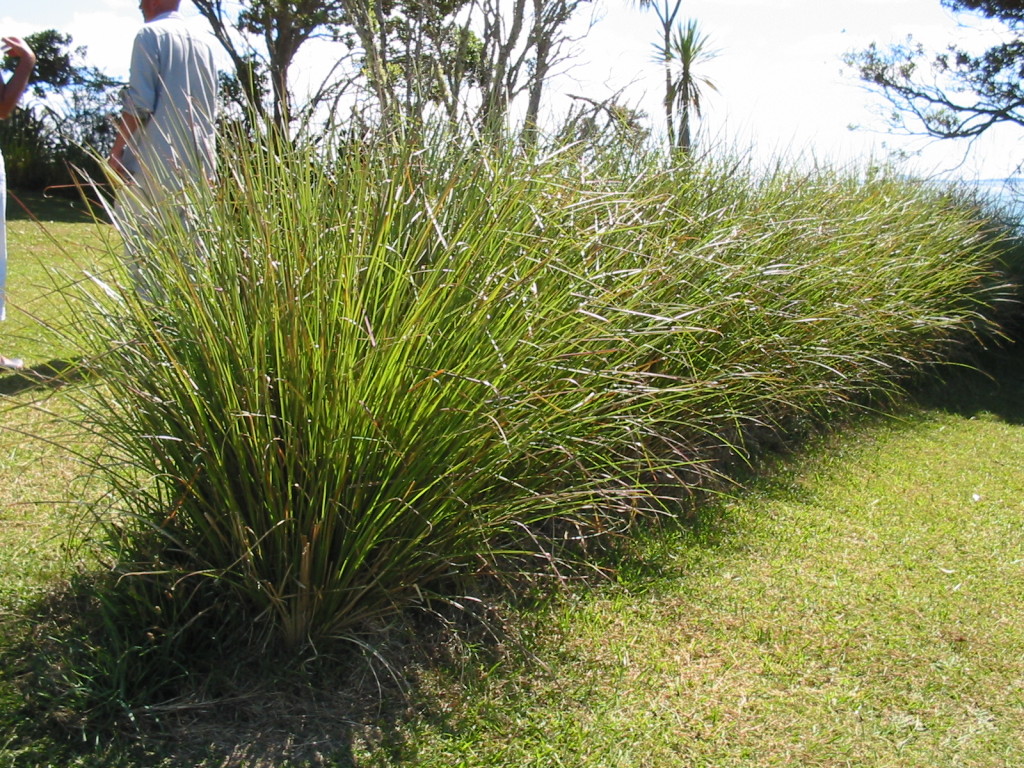 Vetiver Systems Poplar Lane Kerikeri, Northland, 0293
