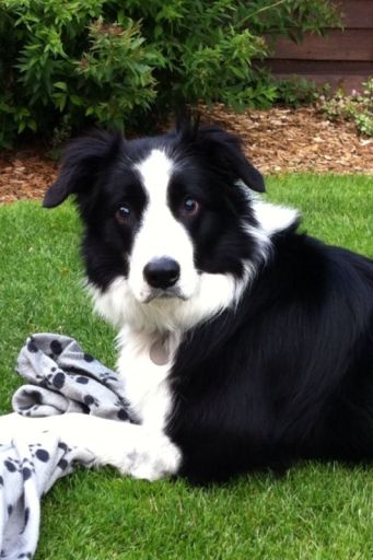My blind border collie