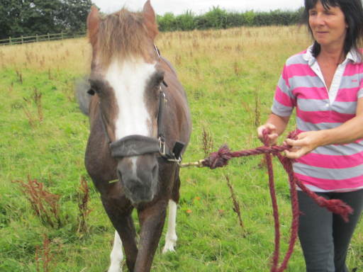 Handling your pony