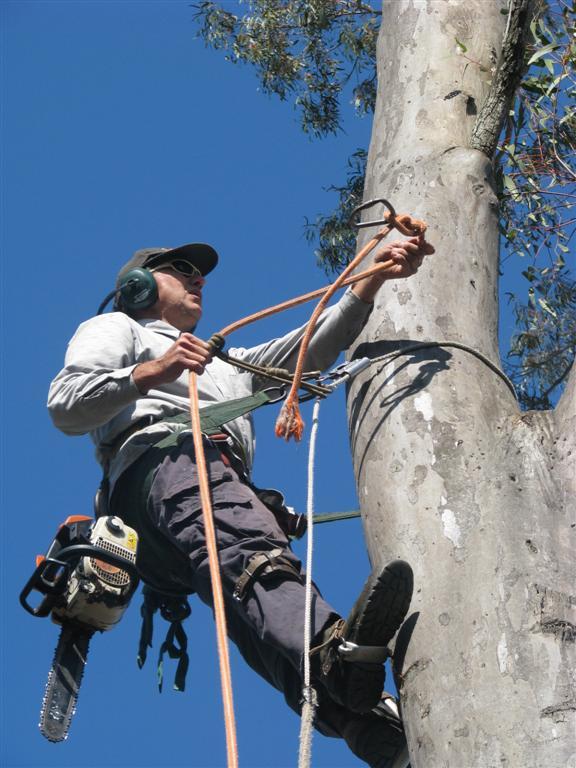 Dave's Tree Lopping Keona Road, McDowall, 4053