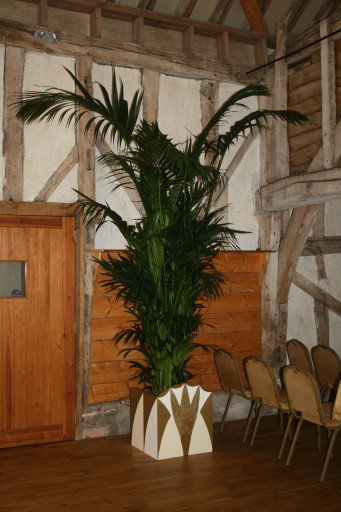 Posh Plants...Kentia palm