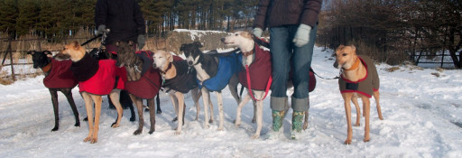 Let The Dogs Out - sighthound specialist!