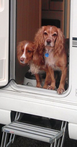 Dod friendly Motorhome hire
