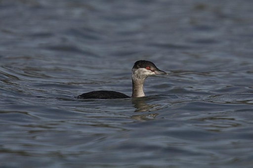 Slavonian Grebe