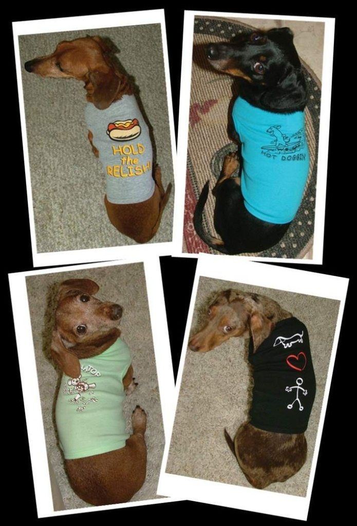 What's Up Dox Dachshund Shoppe Merritt Island, FL, 32953