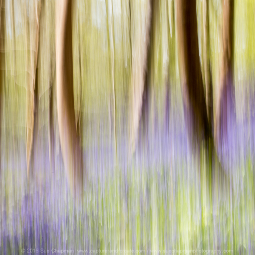 In camera creativity of bluebell woods