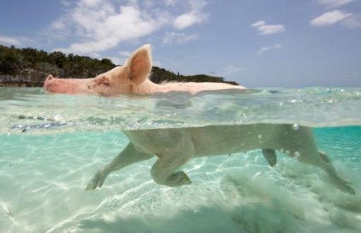 Pig swimming