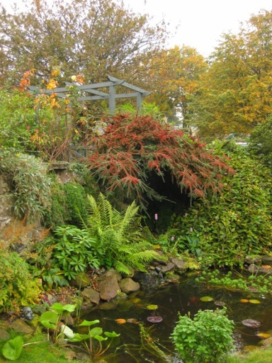 A natural pond