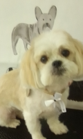 Paws n puddles grooming Largs