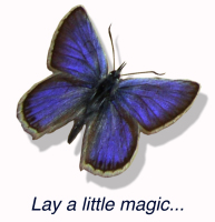 Blue Butterfly Flooring