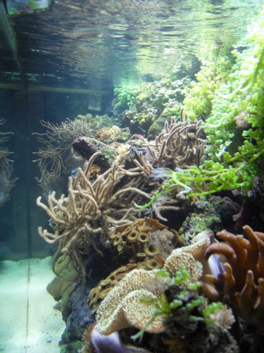 Marine aquarium in Cirencester