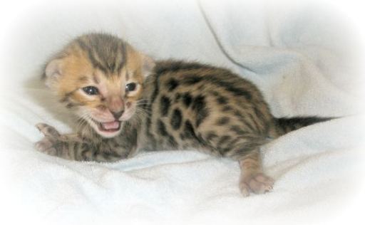Bengal Kittens For Sale