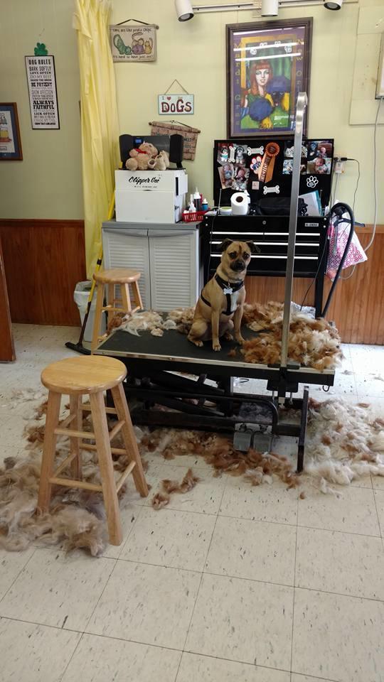 Best Friends Doggie Day Spa