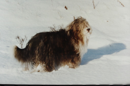 Arran the Bearded Collie walking in snowy park
