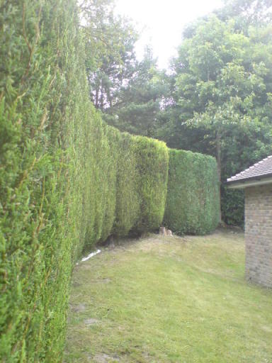 hedge cutting hedge trimming