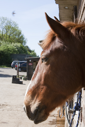 horses ready fr riding lessons