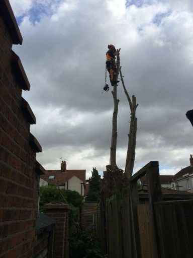 Our lead Tree Surgeon - Steve, doing what he does best.