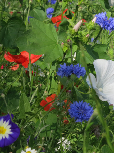Wildflower seeds, bulbs and plug plants.