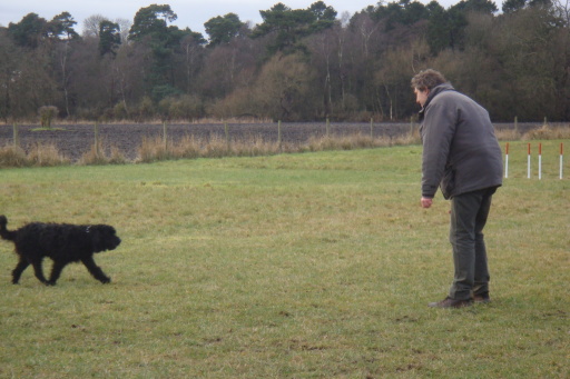 Pet Dog Training