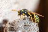 Wasp Control Brisbane