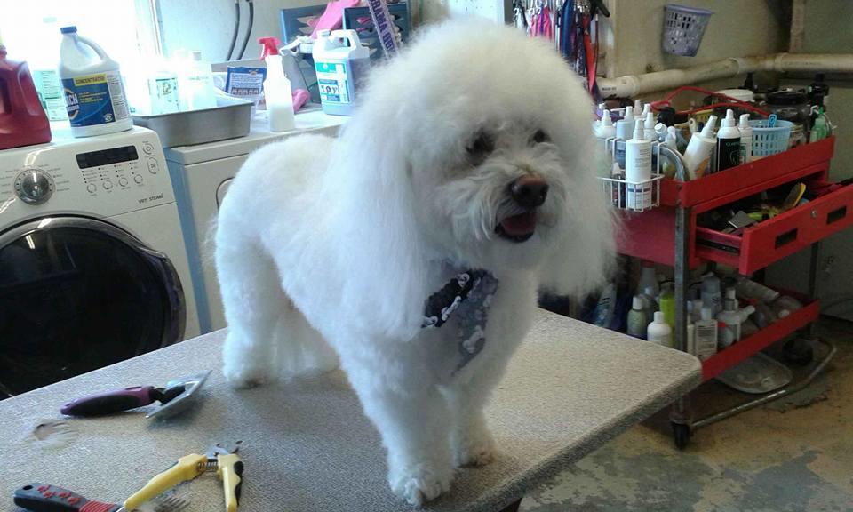 Best Friends Doggie Day Spa