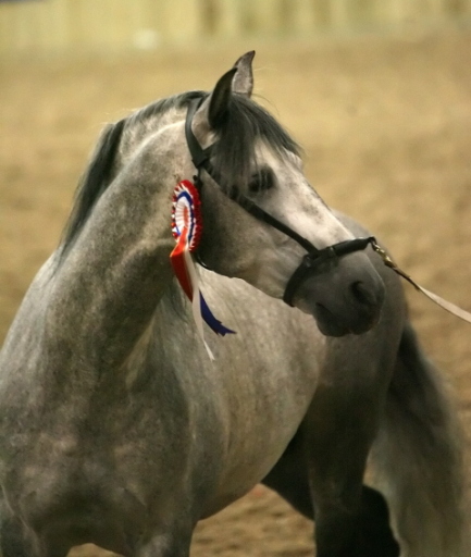 Macedonio-MAC. Our Cardenas stallion, by Legionario XIX, standing at stud.