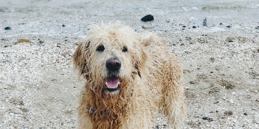 Man our pet Goldendoodle at the beach on a weekend dog trail
