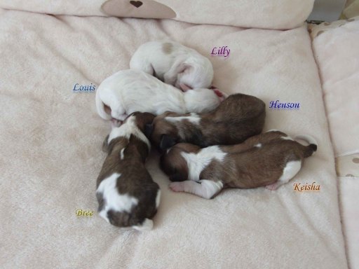 Cavachon puppy Scarletstrue Bree at 1 week