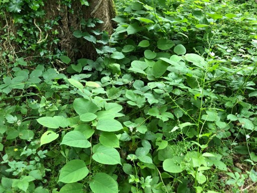 Knotweed Removal Cornwall 