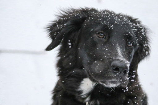 Dog put to sleep prices