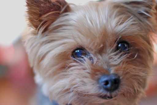 Pet Sitting
