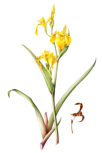 Yellow flag iris. Watercolour on paper
