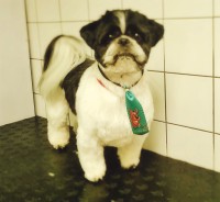 dog&cat grooming and accessories