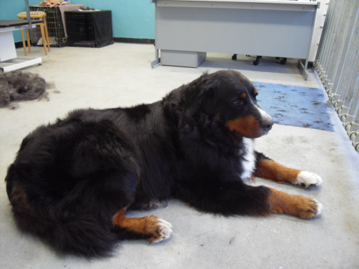 Wilber the Bernese