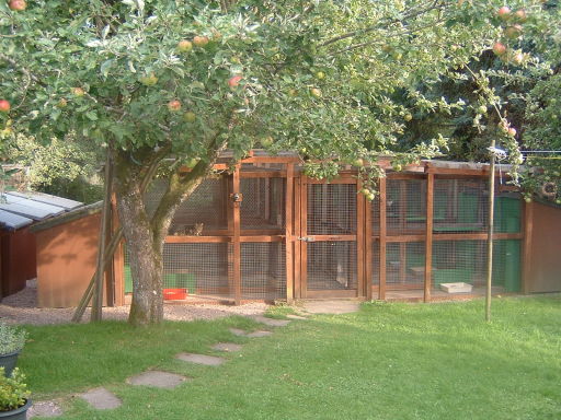 ADIE Cattery
