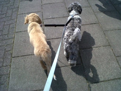 dog walking dreamypawz kirkby in ashfield