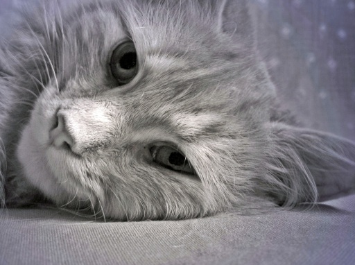 Photograph of a cream colored cat