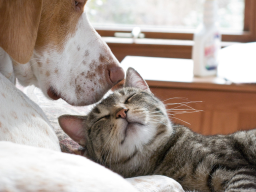 Pet Euthanasia at home