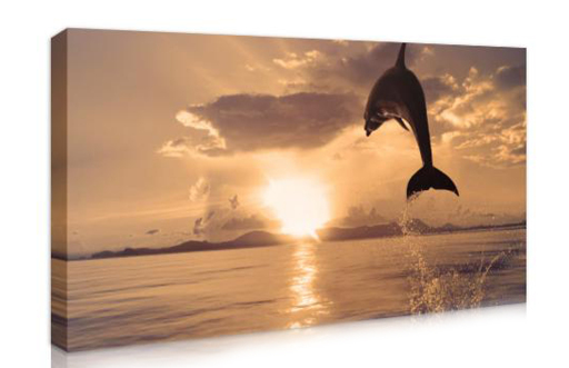 Dolphin and Sunset Framed Canvas Print