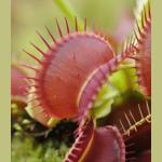 Hampshire Carnivorous Plants