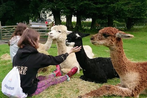 Animal Encounter hanging out with the alpaca boys