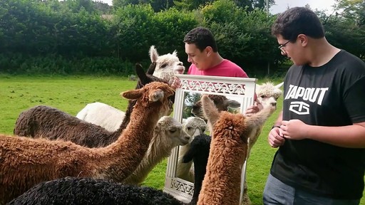 Animal Encounter the alpaca mirror