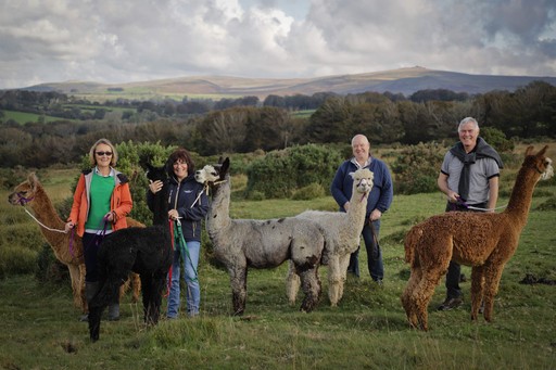 Alpaca Trekking on Dartmoor