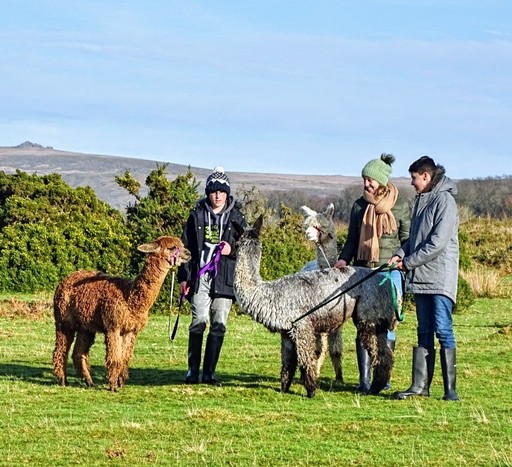 Winter alpaca trekking